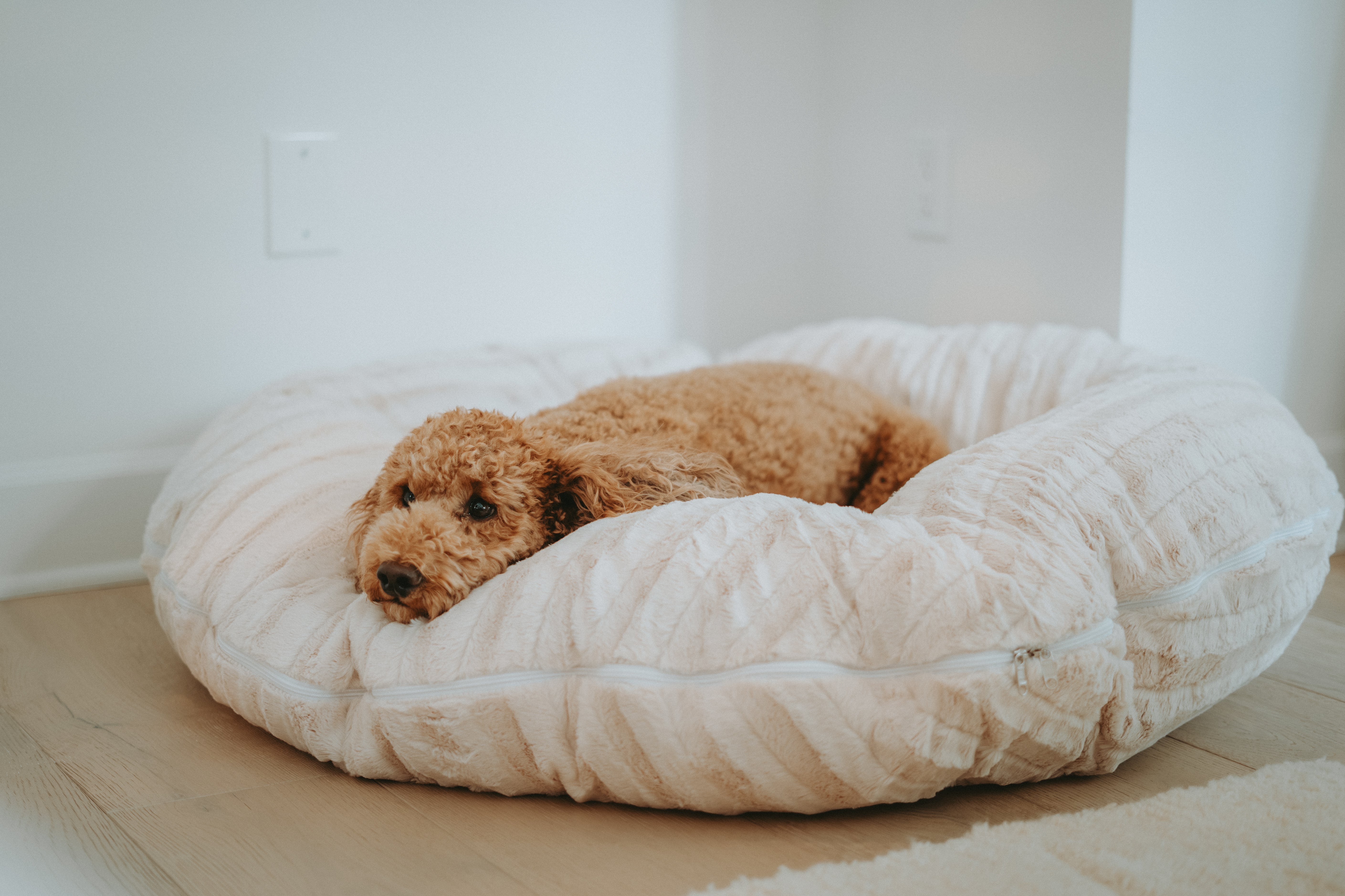 Bagel Dog Bed | Eco-Friendly Plush Round Bed with Washable Cover