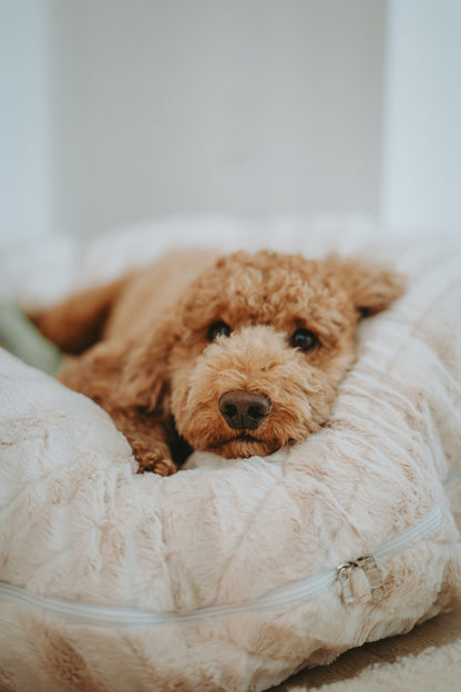 BAGEL DOG BED | ECO-FRIENDLY PLUSH ROUND BED WITH WASHABLE COVER