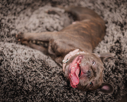 BAGEL DOG BED | ECO-FRIENDLY PLUSH ROUND BED WITH WASHABLE COVER