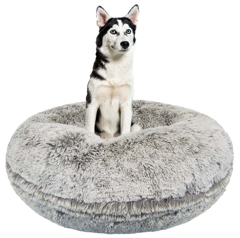 Siberian Husky sitting in cozy, high-walled round gray dog bed